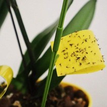 화분 뿌리파리 퇴치 노랑 초파리 끈끈이 (10세트), 노랑끈끈이, 상세페이지 참조, 상세페이지 참조