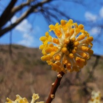 삼지닥나무 대품 노랑꽃 정원 카페 플랜테리어 베란다식물