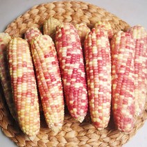 냉동 알록옥수수 20개 (약 14cm) 살짝 삶아서 냉동시킨 옥수수 쪽빛누리, 본품
