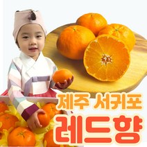 연효네 제주 레드향 설날 설선물 가정용 과일 3kg 5kg 한라봉 천혜향 할라봉 주문즉시 수확발송, 선물용 로얄과 5kg(22-30과)