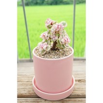 [사랑목 Portulacaria afra pink 화분세트]랜 핑크아악무 은행목 사랑무 벚꽃나무를 닮은 식물 예쁜수형선별 플랜테리어 특이한식물 인테리어식물 키우기쉬운식물 에이플랜트, 원형 세라믹 핑크, 1개