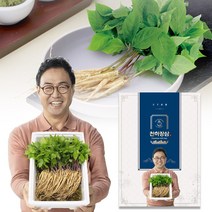 [TV홈쇼핑정품 인포벨]천하장사 이만기의 천하장삼 새싹삼 40뿌리 80뿌리 국내산 새싹 인삼 산삼 미니
