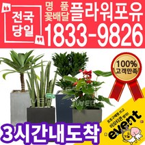 실내공기정화식물 식당 개업축하선물 미세먼지 공기청정 키우기쉬운식물 플랜테리어 아레카야자 안시리움 몬스테라 고무나무 선물용 고급승진화분, (선택101)용심목