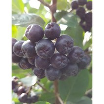 [대장길] 신이주신 선물 자연산 오디즙 100프로 착즙 (항암효과 노화방지 피로회복 시력개선 당뇨예방) 100ml X 30팩