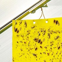 파리 해충 끈끈이 사각 트랩 방제 대 10매 DD-11148 파리끈끈이 파리트랩 곤충킬러, 본상품선택, 7월 5일 출고