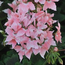 [어린모종]제라늄(영양계-조날) : 8cm분, 썸머트위스트 로즈