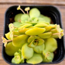 오르비쿨라리스 키우기 물이 들면 예뻐지는 다육식물451 랜덤, 단품