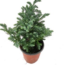 트리앤 블루버드/ 토분 블루버드/ 크리스마스트리 피톤치스 공기정화식물, 01. 블루버드 1개