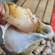 제철자연산 동해백고동 백골뱅이 생골뱅이 1kg 500g 소중대 산지직송, (백고동)중500g