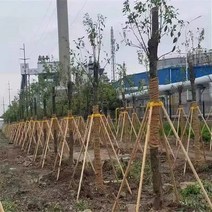 사과나무 지주대 지지목 지지대 수목 과수 받침대, 두께 1.5m 3.5cm 3개(컵 세트)