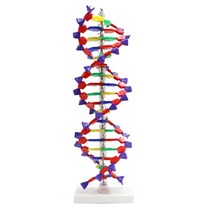 자기복제 인체과학 DNA 이중나선구조 모형 실험실 조직학 학교기관 수업용