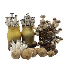 집에서 버섯 키우기 키트 집에서 재배 아이와 교육용 느타리 표고, 01.느타리버섯