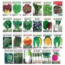 다농 씨앗 상추 무 배추 대파 돌산갓 양배추 수박무 종자 잎채소 베란다 텃밭 주말농장 채소재배, 새론흑외대파 20g