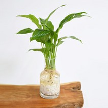 필플랜트 수경재배식물 쁘띠글라스 DIY세트 모음 몬스테라수경재배, 1개, 3.스파트필름+수경재배세트(쁘띠글라스+흰돌)