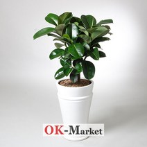 인도고무나무 관엽식물/공기정화식물/취임/축하/결혼/승진/개업/이사/전시회/스승의날/기념, 중급