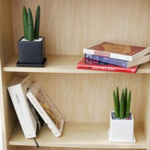 산세베리아 스투키 미니화분, 일자형(중형), 사각(블랙), 1개