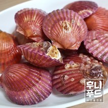 국산 가리비 홍가리비 비단가리비 1kg (25미 내외), 1개
