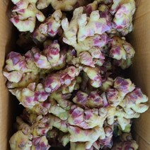 흙생강 3kg 5kg 10kg, 흙생강 10kg, 1개