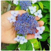 목하원예조경 수국나무 묘목 (산수국) 4치포트묘