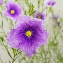 야생화피어나라플라워 솔잎도라지(1Set 3포트), 1개