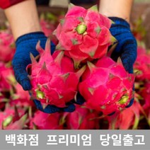 가락청과네 용과 1kg 선물 과일 열대과일 과일, 선택= 본상품선택, 클로바트레이딩 쿠팡 1