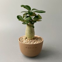 아데니움 오베숨 사막의 장미(석화) (Adenium obesum) - 바오밥 나무를 닮은 아프리카 구근식물, 독일토분 완성분 (모카색상)