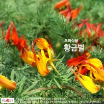 황금벌