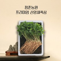 청춘농원 산양 새싹삼 새싹인삼 선물세트, 100개, 미니사이즈