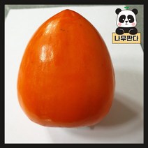 (나무판다) 감나무 묘목 시리즈, 4. 태추단감 접목1년, 1개