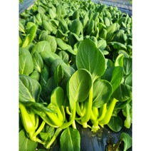 청경채 1kg /아시아 농장 송소희