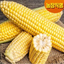 톡톡터지는 최상품 특A괴산대학찰옥수수/황금맛찰/생물 냉동2가지, 생물 초당옥수수10개