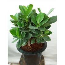 네잎크로바] 크루시아 (관엽식물), 1개