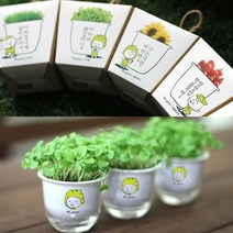 나nanr_책상위 미니화분 키우기 캣잎 식물재배 화초 새싹기르기 텃밭 만들기 용화분♥sksnfll, ♥sksnfll파파의 캣잎