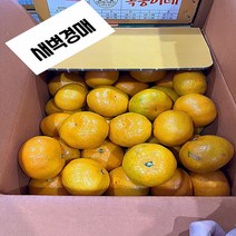 [도담푸드] 새콤달콤 제주 감귤 5KG 조생/극조생 제철과일 영양만점 우리가족 간식, 극조생