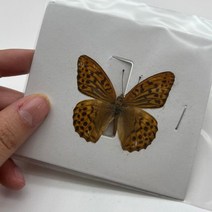 곤충모형 곤충피규어 곤충세트29 종류 진짜 나비 표본 곤충 인형 생산 매력 홈 인테리어 액세서리 거실 컬, 06 6