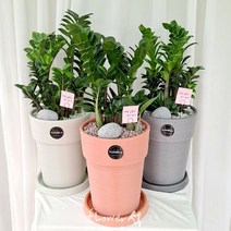플라워석 보석금전수 55cm 돈나무 개업선물추천 우레탄화분 예쁜화분 키우기쉬운 보석 금전수 공기정화 반려식물 선물강추, 핑크화분