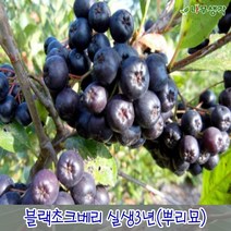착한가격나무생각 / 민두릅나무 / 근삽3년 / 1등묘 / 10주