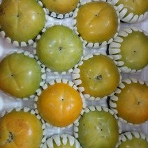 태추단감 배단감 아삭아삭 고당도 창원 단감 가정용 4Kg, 10월4일부터 순차배송, 4Kg 소과(22-28과)