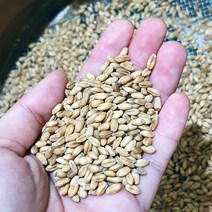 산들바람 22년산 유기농 밀싹 씨앗 300g 키우기 키트