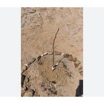 꾸지뽕나무 묘목 슈퍼오디 나무 1년생 2년생 접목묘 2개, 꾸지뽕 나무