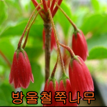 단풍철쭉(방울철쭉)적색 개화주포트묘 1그루 꽃나무 유실수 조경수 묘목 단풍나무
