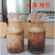친환경 느타리버섯 배지 4개 무농약 가정 유치원 어린이집 학교 학습용