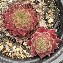 [올식스] 크라운바위솔 노지월동 석부작재료 야생화 다육식물 다육이 키우기 공기정화식물 개업화분