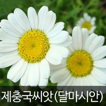 달마시안 제충국씨앗 제충국 씨앗 천연살충제 30알