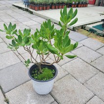 공기정화식물 화분 반려식물 만리향 중품 향기만리 204089
