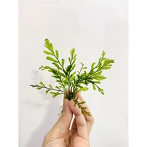 볼비티스 1벌브 10잎내외 초보자 수초 중경 활착, 중(10센치내외)