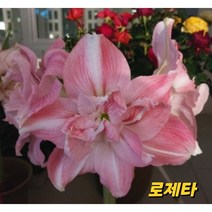 아마릴리스 (로제타)