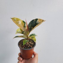 실내공기정화식물 쉬즈베리아나 고무나무 소품 15-25cm 59, 1개