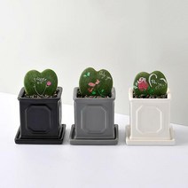 [행복한세상] 로마주사각(소)-하트호야 3종 택 1, 화이트