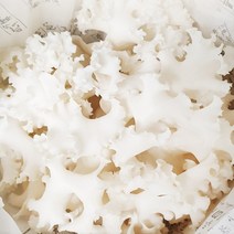 건조 꽃송이버섯 100g or 생꽃송이버섯 1kg 국내산 무농약 베타글루칸 GAP, 꽃송이버섯 생물1KG, 1개
